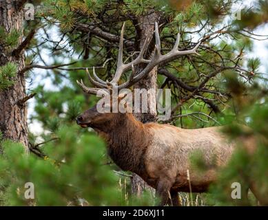 Bull Rocky mountain elk(Cervus canadensis nelsoni) in the pines Stock Photo