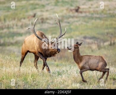 Bull Rocky mountain elk(Cervus canadensis nelsoni) tends to his herd Stock Photo