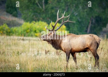 Bull Rocky mountain elk(Cervus elaphus nelsoni) stand broadside with fall colors in background Stock Photo