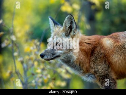 Red fox(Vulpes vulpes) stands in front of changing leaves Stock Photo