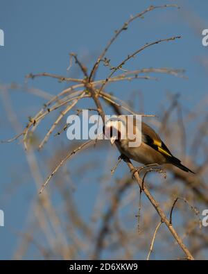 Goldfinch, Carduelis carduelis, perched on Buddelia branch against blue sky Stock Photo