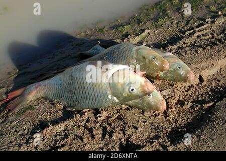 Introduced European Carp at the edge of the Darling River NSW Australia Stock Photo