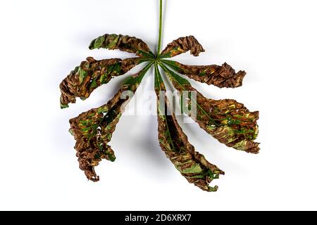 from the horse-chestnut leaf miner infested leaf of a horse chestnut isolated on a white background Stock Photo
