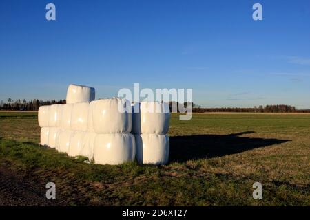 Straw bales wrapped in plastic on a green field. Late autumn and shadows. Evening. Stock Photo