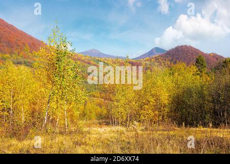 birch forest on the hill. beautiful autumn landscape of carpathian mountains. bright and vivid scenery in fall colors. sunny weather with fluffy cloud Stock Photo