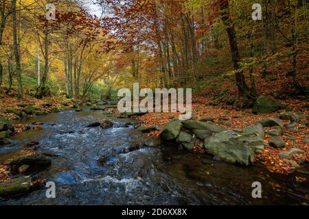 mountain river in beech forest. beautiful autumnal scenery of carpathian woodland. trees in fall colors. boulders in the stream. nature freshness conc Stock Photo