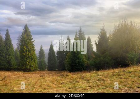 cold autumn morning. foggy weather scenery. spruce forest on the grassy meadow. nature magic concept Stock Photo
