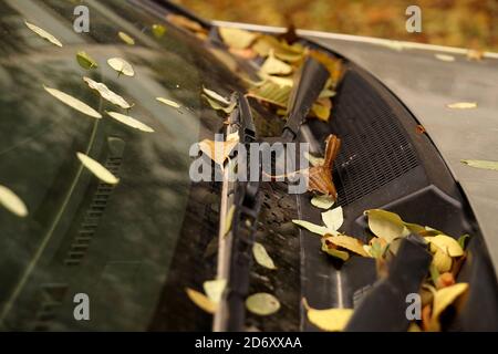 Autumn leaves on a car windshield Stock Photo
