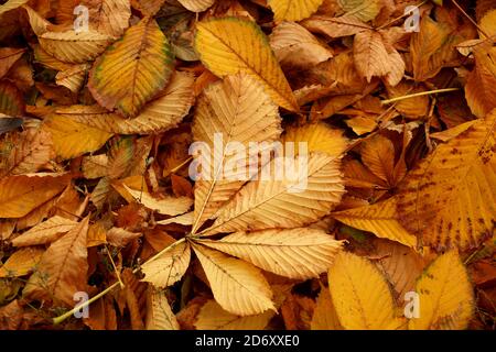 Carpet from autumn leaves of a chestnut of a yellow tonality Stock Photo