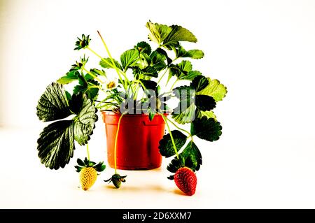 Strawberry plant with roots and soil Stock Photo