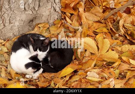 Two cats on a carpet from autumn leaves Stock Photo