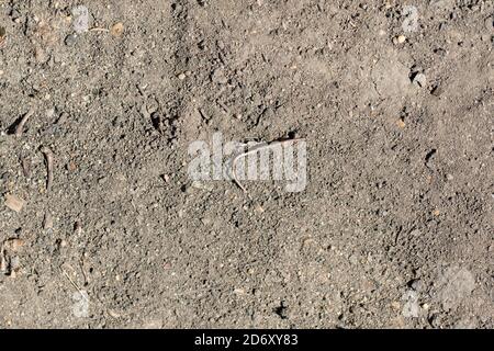 Brown dry stony ground surface. Close up natural background. Stock Photo
