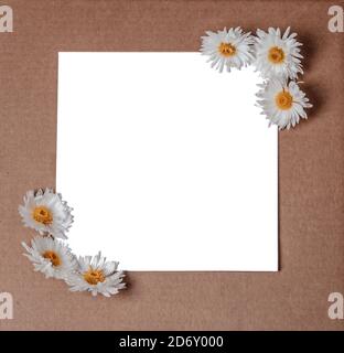 Garden flowers over brown kraft background. White blooming chrysanthemums on a white isolated sheet of paper Stock Photo