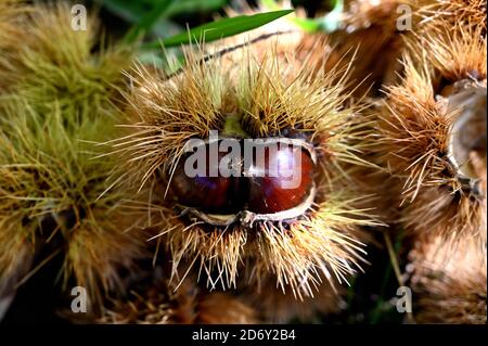 In autumn, an opened husk on the ground Stock Photo