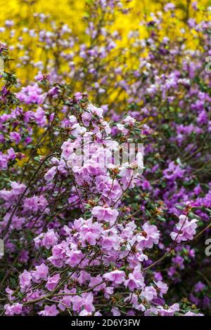 flowering-purple-rhododendron-dauricum-mixed-yellow-forsythia-flowers