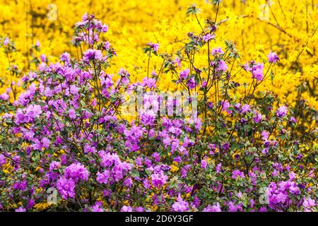 Spring season beauty Flowering shrubs Rhododendron Forsythia Yellow Purple Shrubs Blossoms Garden April Rhododendron dauricum Flowers Blooming Plants Stock Photo