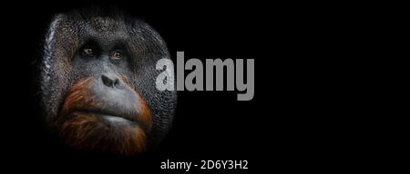 Template of Portrait of Orang utan with a black background Stock Photo