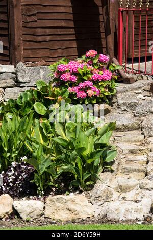 Pink Hydrangea lining a rustic stone pathway in front of a building in Glastonbury, England. Hydrangea macrophylla, Bigleaf. Stock Photo