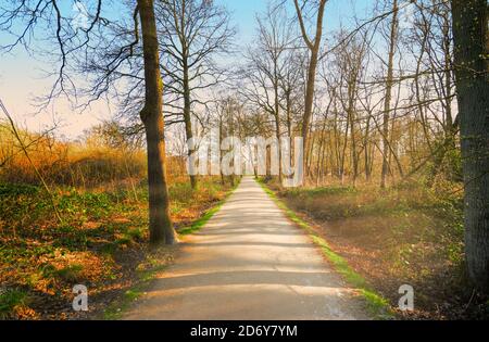 Hiking path in autumn forest on a sunny day. Stock Photo