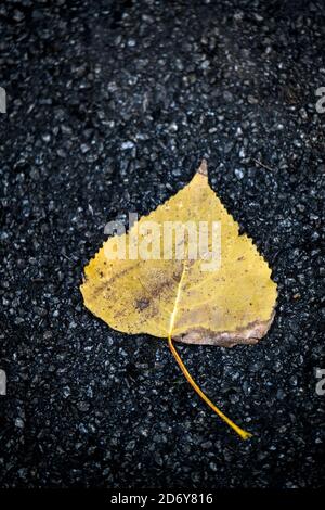 A single Autumn leaf of a Black Poplar tree lying on a path Populus nigra. Stock Photo