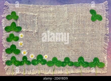 Abstract background. Clover green leaves on grunge sackcloth on violet background Stock Photo