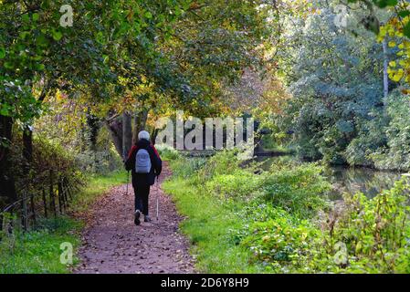 An elderly woman using walking poles while rambling on the towpath by the River Wey Navigation canal on a sunny autumnal day,Byfleet Surrey England UK Stock Photo