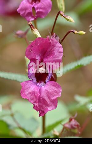 Impatiens glandulifera, pink flowering Himalayan balsam. Policeman's Helmet plant, Bobby Tops, in close-up.
