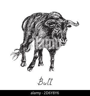 Black bull, hand drawn ink doodle, sketch, black and white illustration Stock Photo