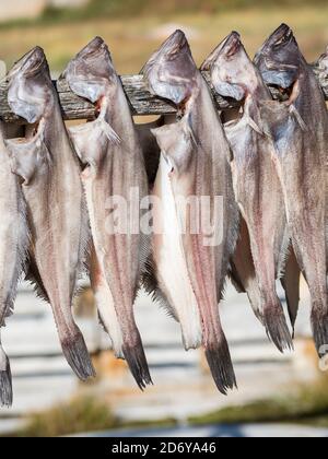 Halibut drying. The Inuit village Oqaatsut (once called Rodebay) located in the Disko Bay.   America, North America, Greenland, Denmark Stock Photo
