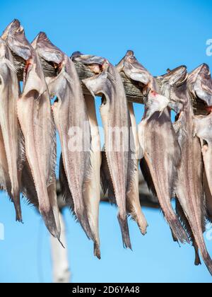 Halibut drying. The Inuit village Oqaatsut (once called Rodebay) located in the Disko Bay.   America, North America, Greenland, Denmark Stock Photo