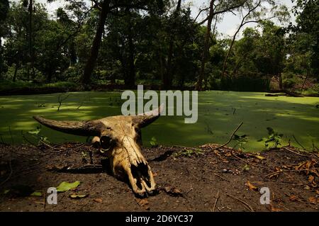 animal skull lying on the ground Stock Photo