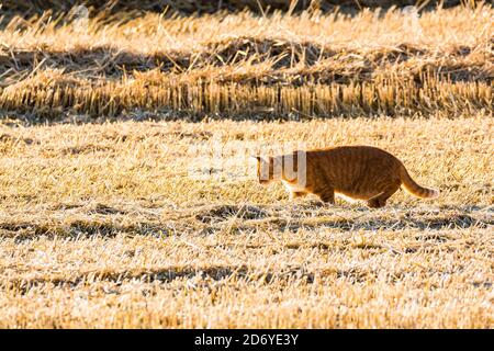 Ginger cat in field after harvesting waiting for the mouse to catch it Stock Photo