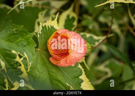 Abutilon  Souvenir de Bonn flower and variegated foliage, natural flower portrait Stock Photo