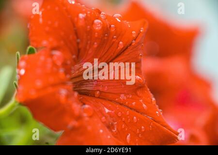 Beautiful red petunia flower with dew droplets on it Stock Photo