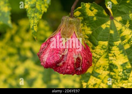 Abutilon  Souvenir de Bonn flower and variegated foliage, natural flower portrait Stock Photo