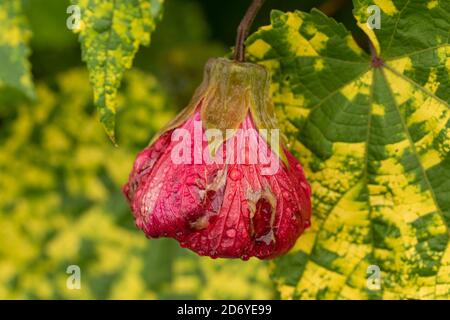 Abutilon  Souvenir de Bonn flower and variegated foliage, natural flower portrait Stock Photo