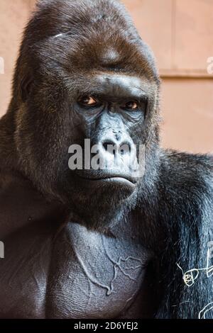 Gorilla male Richard living in zoological garden in Prague. Stock Photo