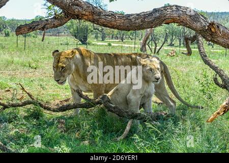 Lions at Lion & Safari Park, Johannesburg, South Africa Stock Photo