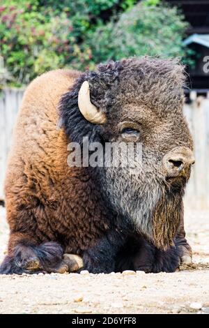 big bison head in zoo animal park outdoor Stock Photo - Alamy