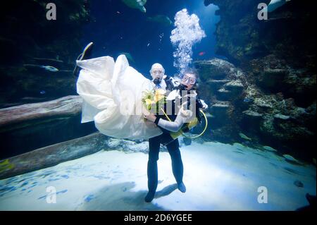 Aquarists James Oliver and Kathryn O'Connor take part in a Valentine's day underwater blessing ceremony, at the London Sea Life Aquarium in central London. Stock Photo