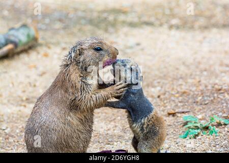 Family with baby of black-tailed prairie dog - Cynomys ludovicianus Stock Photo