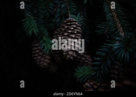 Close-up of pine cones on a branch in forest. Pine cones in darkness. Dark background. Branches of fir tree on black background. Stock Photo