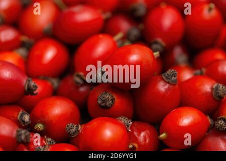 Freshly picked pile of rose hips, rosa canina, in autumn in detail. Stock Photo