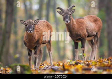 Two young mouflons standing in forest in autumn. Stock Photo