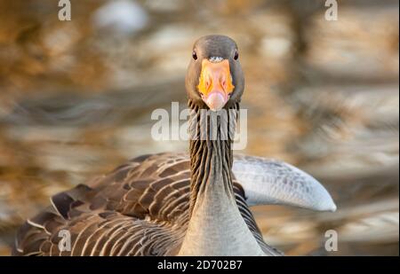 The greylag goose (Anser anser) watched me and looked straight into the camera. Stock Photo