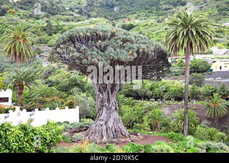 Drago Milenario (dracaena draco), Icod de los Vinos, Tenerife, Canary Islands, Spain is a tree like plant with red sap and is said to be 1000 years ol Stock Photo