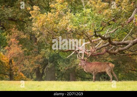 Red Deer Stag, Bedfordshire, UK, Autumn 2020 Stock Photo