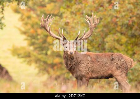 Red Deer Stag, Bedfordshire, UK, Autumn 2020 Stock Photo