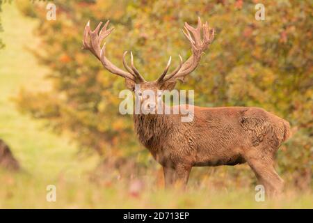 Red Deer Stag, Bedfordshire, UK, Autumn 2020 Stock Photo