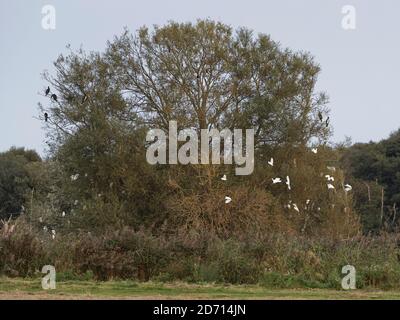 Cattle egret (Bubulcus ibis) group flying in to join others and some Great cormorants (Phalacrocorax carbo) roosting in a Willow tree at dusk, Somerse Stock Photo